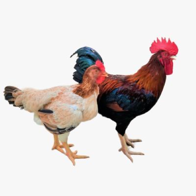 Đặc ĐIểm Sinh Trưởng Và Phát Triển Cua Gà Ri Lạc Thủy